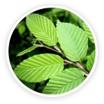 ingredient10