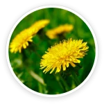 ingredient3