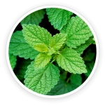 ingredient7